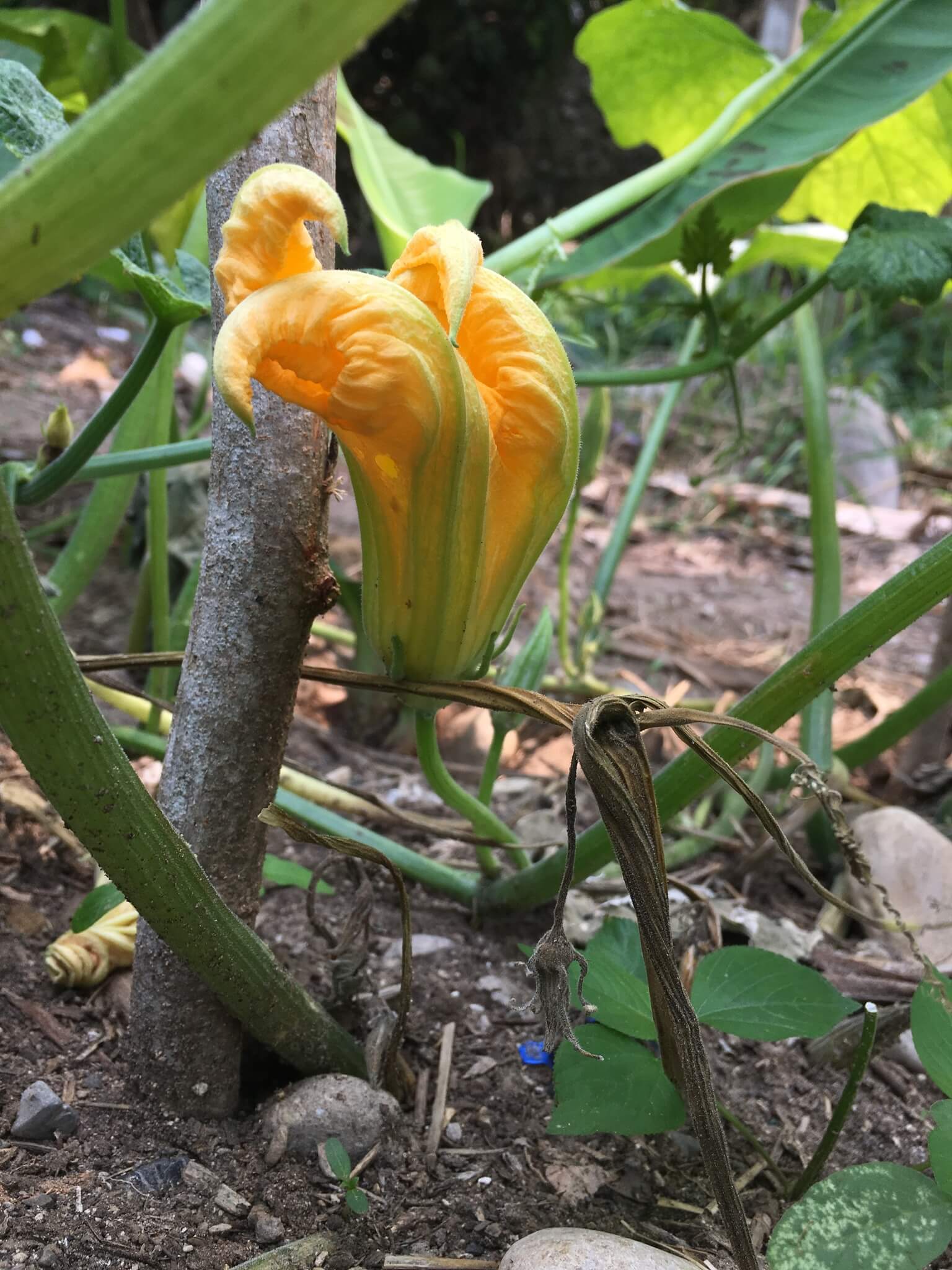 Cucurbita argyrosperma